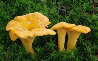 Лисичка обыкновенная