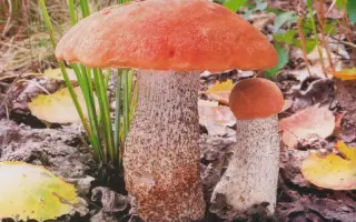 Подосиновик красный