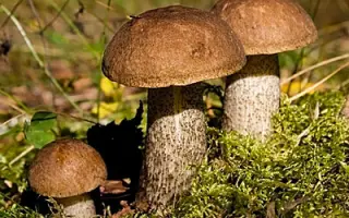 Подберезовик