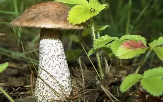 Подберезовик