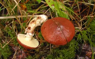 Маслёнок обыкновенный