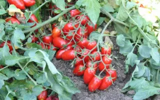 Брисколино F1