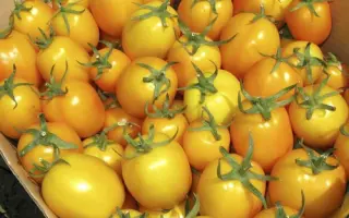 Елоу ривер F1