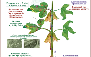ЦЕОВІТ Макро + мікро Р
