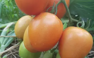 Добриво органічне збагачене «UnicumBact (УнікумБакт)