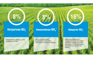 Кас-Актив (марка «А», марка «В»)