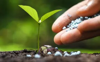 ФОСФОРНІ КОМПЛЕКСИ