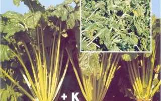 ЦЕОВІТ Макро+мікроГ