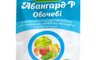 Авангард Р
