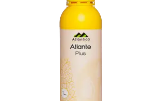 АТЛАНТЕ