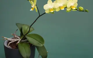 Пьюр «Орхідс»