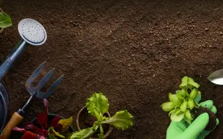 Пьюр «Пот енд патіо плантс»