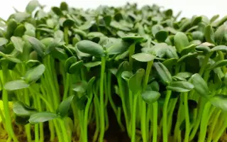 Микродобриво «Ground Pranа», р.