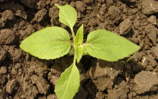 НАНОАГРІКОЛЬ