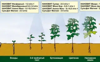 НАНО-МОБО ПЛЮС