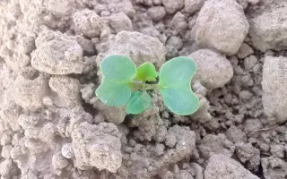 РОКОГУМІН- Рідкий