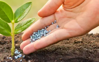 АММИАЧНАЯ СЕЛИТРА