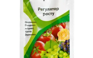 Вермийодіс