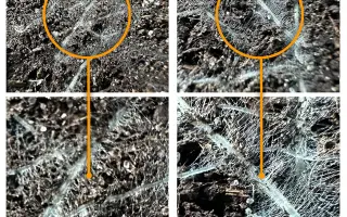 КОВЕРОН СТІМ