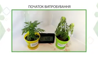 ЗАСІБ ПРОТИ АМБРОЗІЇ ТА ПИЛЕПРИГНІЧЕННЯ UNIMAG (ЮНІМАГ)