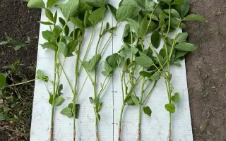 БТС-Фітоспектр