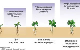Бетастимулін