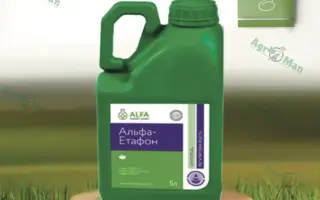 АЛЬФА ЭТАФОН