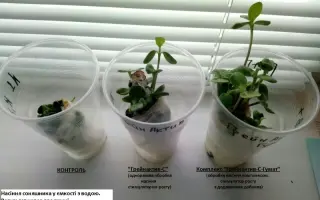 Грейнактив-С