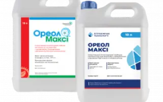 Ореол Максі, КЕ