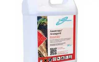 Авангард КЕ