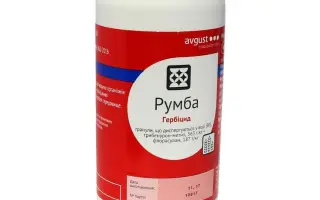 Румба