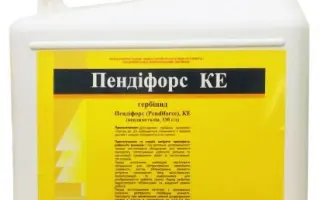 Пендіфорс (Pendiforce)