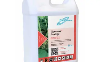 Протеже, РК / Protege, SL