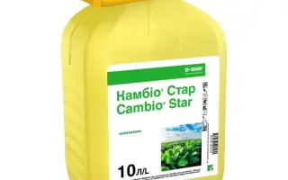 Камбіо Стар