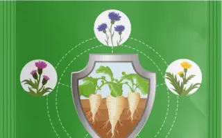 Осотин, ВГ, гербіцид