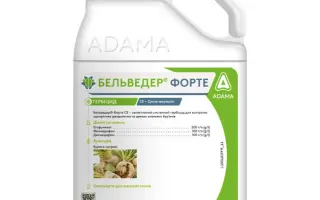 Бельведер Форте СЕ