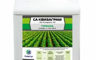 СА Квизаграм