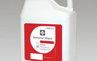 Балерина Форте СЕ