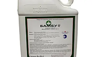 Алгебра (Algebra)