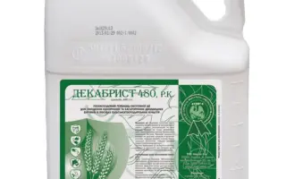 Декабрист 480