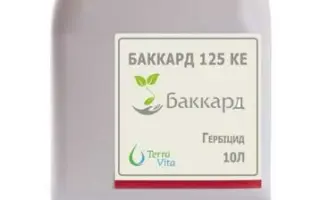 Баккард 125 КЕ