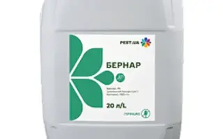 Бернар