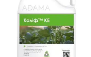 Каліф 480, к.е.