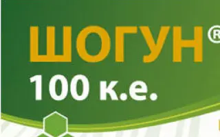 Шогун 100