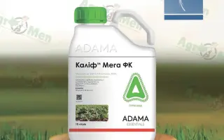 Каліф Мега к.с.