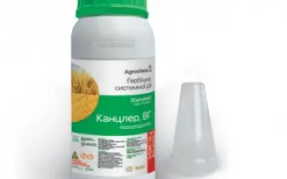 Канцлер в.г.