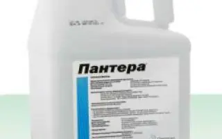 Пантера