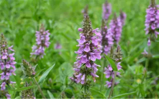 Чистець к.е.