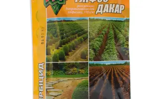 ГЛІФОС Дакар