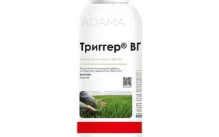 Триггер ВГ